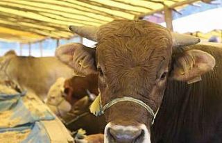 Kurban pazarlarında arefe yoğunluğu