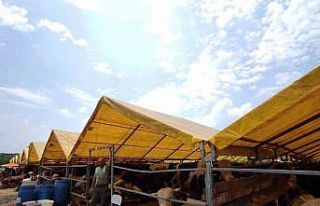 Kurban pazarlarındaki büyükbaşların yüzde 80’i...