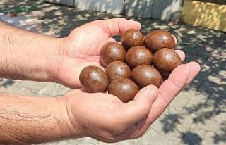 Kurbanlığın karnından çıkanlar şaşırttı