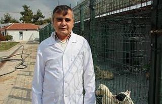 Kurbanlık alırken dikkat edilmesi gerekenler
