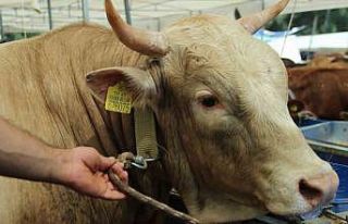 Kurbanlık büyükbaş hayvan seçerken nelere dikkat...