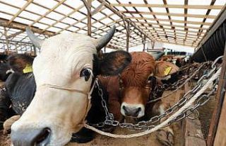 Kurbanlık hayvanın strese girmemesine dikkat