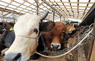 Kurbanlık hayvanlar kontrolden geçiyor