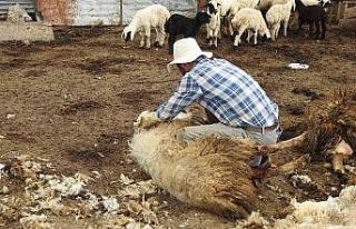 Kurt sürüsü 17 koyunu telef etti