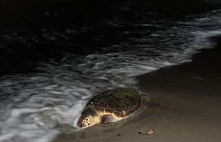 Kuşadası’nda sahilde caretta caretta türü deniz...