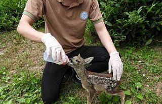 Kuyudan çıkarılan yavru karaca Zümrüt’ e özenle...