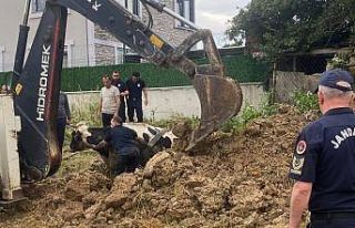 Kuyuya düşen büyükbaş, kepçeyle kurtarıldı