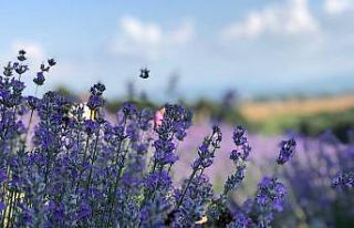 Lavanta bahçesi fotoğrafçıların ve yerli turistlerin...