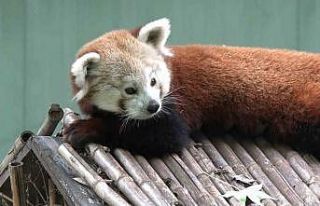 Macaristan’dan Bursa’ya getirilen kızıl pandanın...