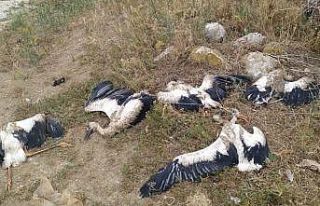 Mahallenin 20 yıllık misafirleri telef oldu