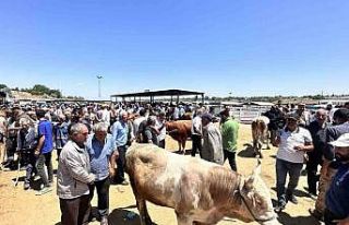 Malatya’da canlı Hayvan Pazarı’nda Arife günü...