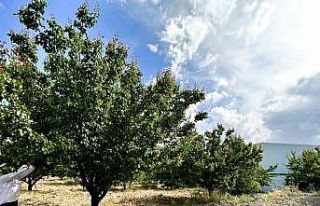Malatya’da kayısı rekoltesinde düşüş bekleniyor
