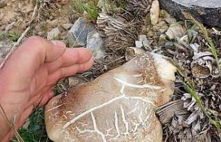 Malatya’da topladığı mantardan yiyen kişi zehirlendi