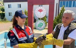 Malatya’da yaralı bulunan doğan tedavi altına...