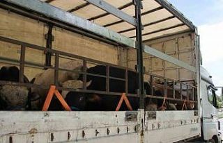 Malazgirt’te kurbanlık sevkiyatı başladı