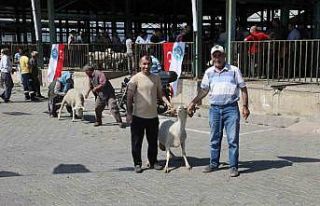 Manisa’da damızlık koçlar sahiplerini buldu