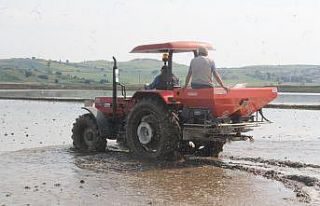 Manyas’ta çeltik ekimleri başladı