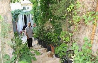 Mardin’de tarihi sokak bahçeye dönüştürüldü