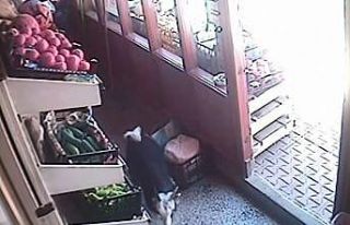 Market alışverişinde sahibine eşlik eden yavru...