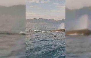 Marmaris açıklarında balina sürprizi