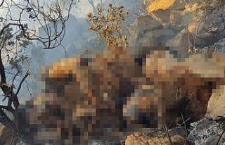 Marmaris’te orman yangınında bulunan ceset Belçika...
