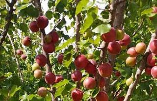 Mersin’de kayısının kilosu 8 liraya kadar düştü