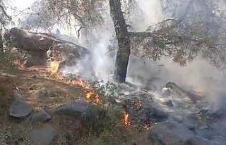 Mersin’de orman yangını, 4 dönüm zarar gördü