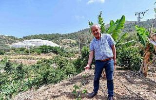 Mersin’de üreticilere passiflora fidesi desteği