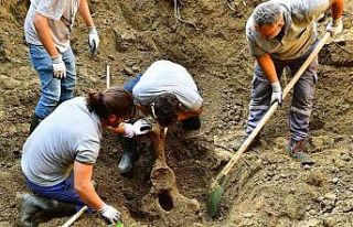 Mezarı açıldı, 16 yıl önce ölen fil Pak Bahadır’ın...
