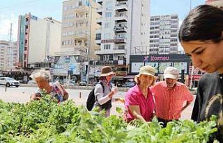 Mezitli Belediyesinden vatandaşlara sebze fidesi