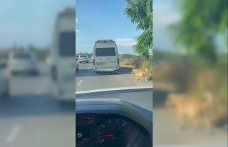 Minibüsün arkasına bağladığı köpeği zorla...