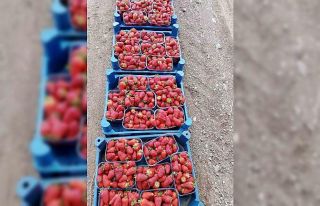 Muğla’nın çilekleri market raflarında
