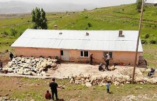 Muş’ta koyun kırkma mesaisi başladı