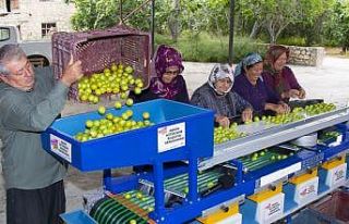 Mut’taki erik üreticisine boylama makinesi desteği