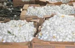 Nallıhan’da ipek böceği kozası hasat zamanı