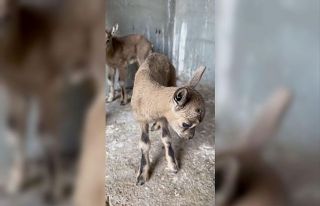Öksüz kalan yavru yaban keçileri süt anneye emanet