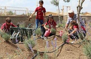 Okulda başlayan lavanta üretimi köye yayıldı