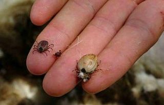 Onca ölümlere rağmen kenelerle boncukla oynar gibi...