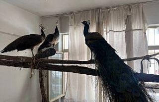 Ordu’da Hint tavus kuşu besleyen kişiye ceza:...