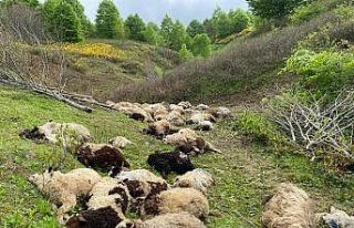 Ordu’da koyun sürülerine ayı saldırdı: 76 koyun...