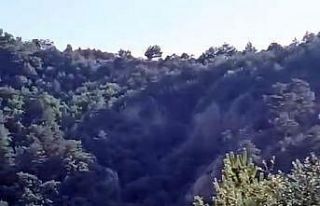 Ormanda yürüyüş yaparken 200 metrelik uçuruma...