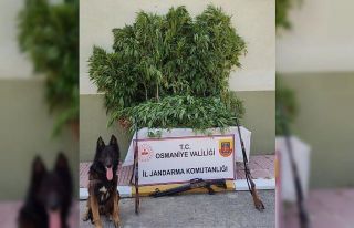Osmaniye’de 80 kök kenevir ele geçirildi