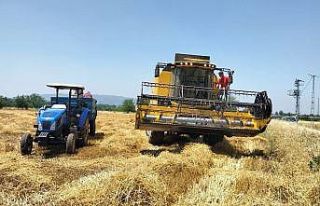 Osmaniye’de buğday alım fiyatı ve verimi çiftçinin...
