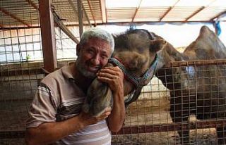 Otomobil fiyatına kurbanlık develer ’yok’ satıyor