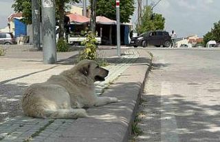 (ÖZEL) Başıboş sokak köpekleri site sakinlerini...