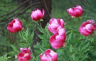 (Özel Haber) Bu bitkiyi koparmanın cezası 244 bin...