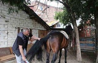 (Özel) "Uludağ" isimli tay annesinin karnındayken...