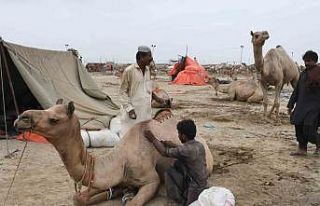 Pakistan’da develer Kurban Bayramı öncesinde geleneksel...