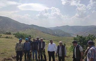 Palu’daki bademler yöre halkına gelir kapısı...
