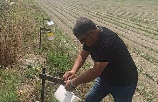 Pamuk tarlalarına tuzaklar asıldı